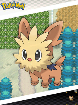 Lillipup